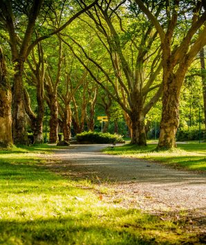 Green park in the sunlight